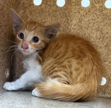 Shelter Stray Male Cat last seen William D Fitch Pkwy and ?, Brazos County, TX, 5359 Leonard Rd, Bryan, TX 77807, USA