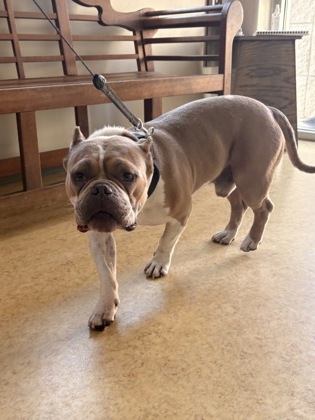 Shelter Stray Male Dog last seen Nafus St, Cedar Hill, TX, 1150 E Pleasant Run Rd, Cedar Hill, TX 75104, USA