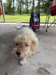 Found/Stray Female Dog last seen Aqueduct, Houston, TX 77044