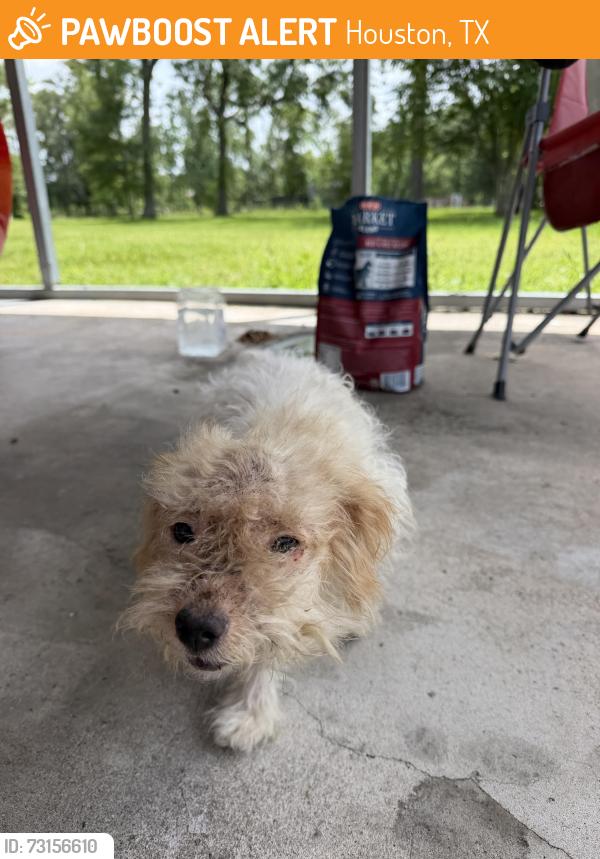 Found/Stray Female Dog last seen Aqueduct, Houston, TX 77044