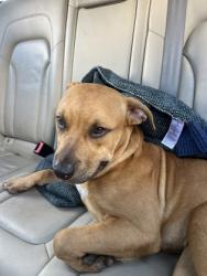 Shelter Stray Male Dog last seen Near Ashby Grove SW, Atlanta, GA, 1251 Fulton Industrial Blvd NW, Atlanta, GA 30336, USA