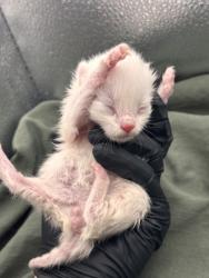Shelter Stray Male Cat last seen Near River Drive, City of Knoxville ASO, TN, 3201 Division St, Knoxville, TN 37919, USA