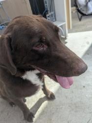 Shelter Stray Male Dog last seen Campus Dr, South District, TX, 355 Hillshire Dr, Haslet, TX 76052, USA