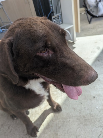 Shelter Stray Male Dog last seen Campus Dr, South District, TX, 355 Hillshire Dr, Haslet, TX 76052, USA