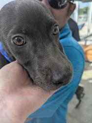 Shelter Stray Female Dog last seen Tierra Verde Dr, Central District, TX, 355 Hillshire Dr, Haslet, TX 76052, USA