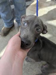 Shelter Stray Female Dog last seen Tierra Verde Dr, Central District, TX, 355 Hillshire Dr, Haslet, TX 76052, USA