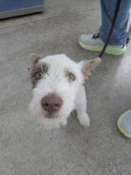 Shelter Stray Female Dog last seen Near Park St, North District, TX, 355 Hillshire Dr, Haslet, TX 76052, USA