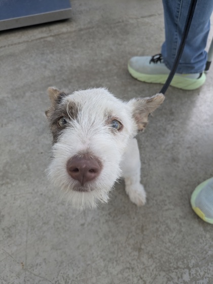 Shelter Stray Female Dog last seen Near Park St, North District, TX, 355 Hillshire Dr, Haslet, TX 76052, USA