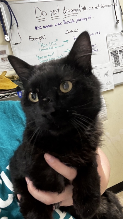 Shelter Removed Male Cat last seen Near Big Cedar Lane, Skagit County, WA, 18911 Kelleher Rd, Burlington, WA 98233, USA