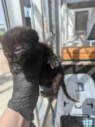 Shelter Stray Female Cat last seen , , TX, 355 Hillshire Dr, Haslet, TX 76052, USA