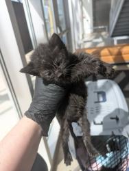 Shelter Stray Female Cat last seen , , TX, 355 Hillshire Dr, Haslet, TX 76052, USA