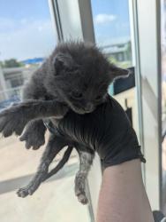 Shelter Stray Male Cat last seen , , TX, 355 Hillshire Dr, Haslet, TX 76052, USA