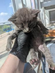 Shelter Stray Female Cat last seen , , TX, 355 Hillshire Dr, Haslet, TX 76052, USA