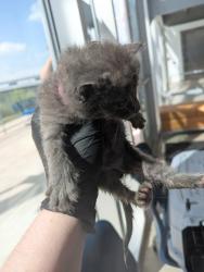 Shelter Stray Female Cat last seen , , TX, 355 Hillshire Dr, Haslet, TX 76052, USA
