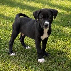 Shelter Stray Male Dog last seen Near FLOYD WAY, CITY of El Paso, TX, 5001 Fred Wilson Ave, El Paso, TX 79906, USA