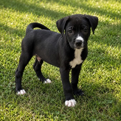 Shelter Stray Male Dog last seen Near FLOYD WAY, CITY of El Paso, TX, 5001 Fred Wilson Ave, El Paso, TX 79906, USA