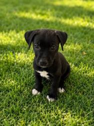 Shelter Stray Male Dog last seen Near FLOYD WAY, CITY of El Paso, TX, 5001 Fred Wilson Ave, El Paso, TX 79906, USA