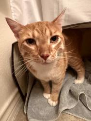 Reunited Male Cat last seen 79th. Pflumm, Shawnee, KS 66216
