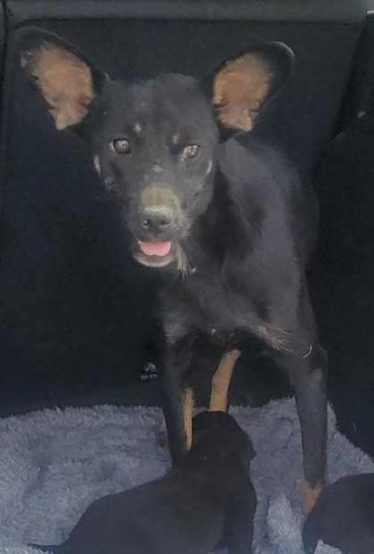 Shelter Stray Female Dog last seen Near Pan American, CITY of El Paso, TX, 5001 Fred Wilson Ave, El Paso, TX 79906, USA