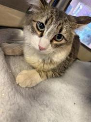 Shelter Stray Female Cat last seen Near MORGAN MARIE ST, EL PASO, TX, 79936, CITY of El Paso, TX, 5001 Fred Wilson Ave, El Paso, TX 79906, USA