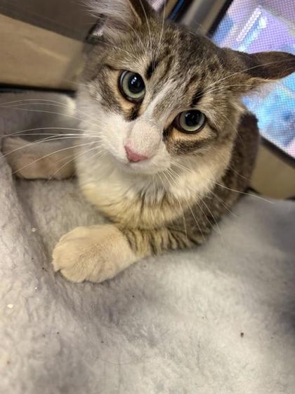 Shelter Stray Female Cat last seen Near MORGAN MARIE ST, EL PASO, TX, 79936, CITY of El Paso, TX, 5001 Fred Wilson Ave, El Paso, TX 79906, USA