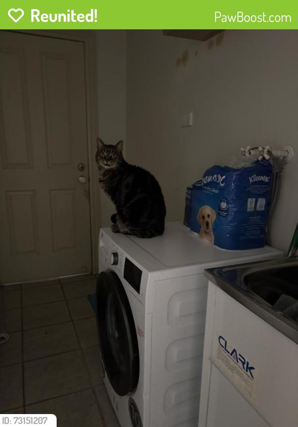 Reunited Male Cat last seen Coop street, Werribee, VIC 3030