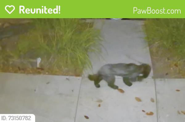 Reunited Unknown Dog last seen Council and Ridgewood, Los Angeles, CA 90004