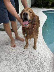 Reunited Male Dog last seen West side Carlin Park, Jupiter, FL 33458