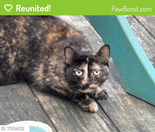 Reunited Unknown Cat last seen Best Lane and Coastal Highway, Lewes, DE 19958