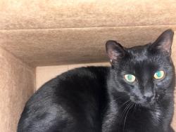 Reunited Male Cat last seen Near W 4700 S, West Valley City, UT 84118