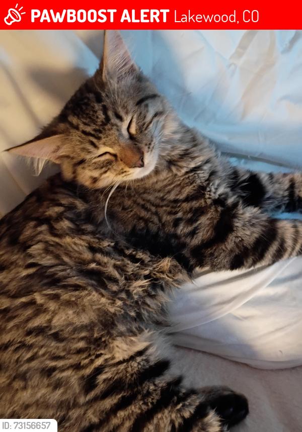 Lost Male Cat last seen Colfax and Ingals, Lakewood, CO 80214