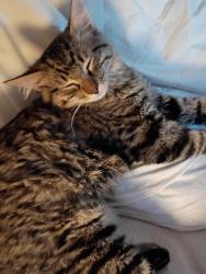 Lost Male Cat last seen Colfax and Ingals, Lakewood, CO 80214