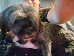 Reunited Female Dog last seen Workman Rd and Central Ave but down about 3blocks on central Ave, Chattanooga, TN 37408