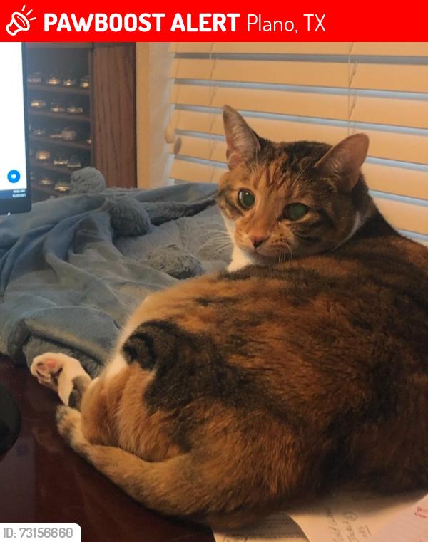 Lost Male Cat last seen Rainer, Plano, TX 75023