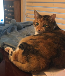 Lost Male Cat last seen Rainer, Plano, TX 75023