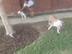 Found/Stray Male Dog last seen Sandra Ln and Stagecoach, Grand Prairie, TX 75052
