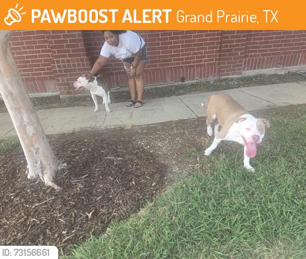 Found/Stray Male Dog last seen Sandra Ln and Stagecoach, Grand Prairie, TX 75052