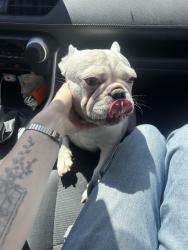Found/Stray Female Dog last seen On Weldon Ave in Glassell Park, Los Angeles, CA 90065
