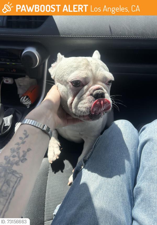 Found/Stray Female Dog last seen On Weldon Ave in Glassell Park, Los Angeles, CA 90065