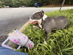 Found/Stray Female Dog last seen Middle Tiger Library, Lyman, SC, Lyman, SC 29365