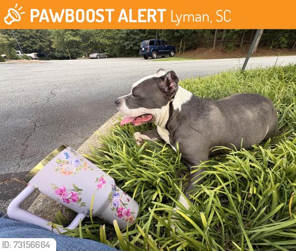 Found/Stray Female Dog last seen Middle Tiger Library, Lyman, SC, Lyman, SC 29365