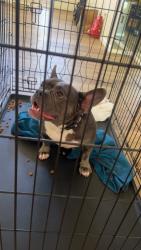 Reunited Female Dog last seen Hilcrest, Antioch, CA 94531