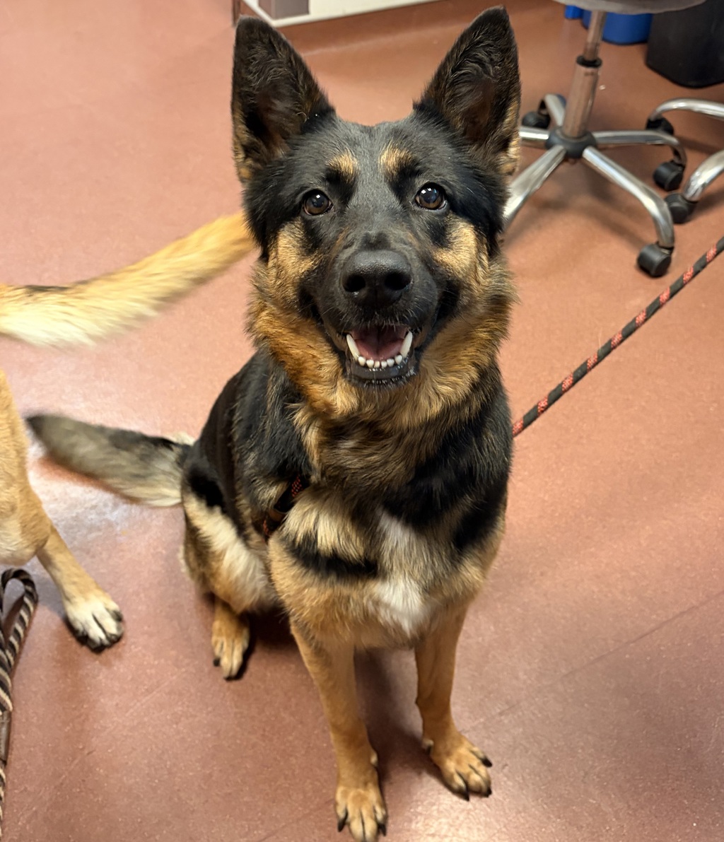 Shelter Stray Female Dog last seen Near Elsie Avenue, SAN LEANDRO, CA, 94577, 8323 Baldwin St, Oakland, CA 94621, USA