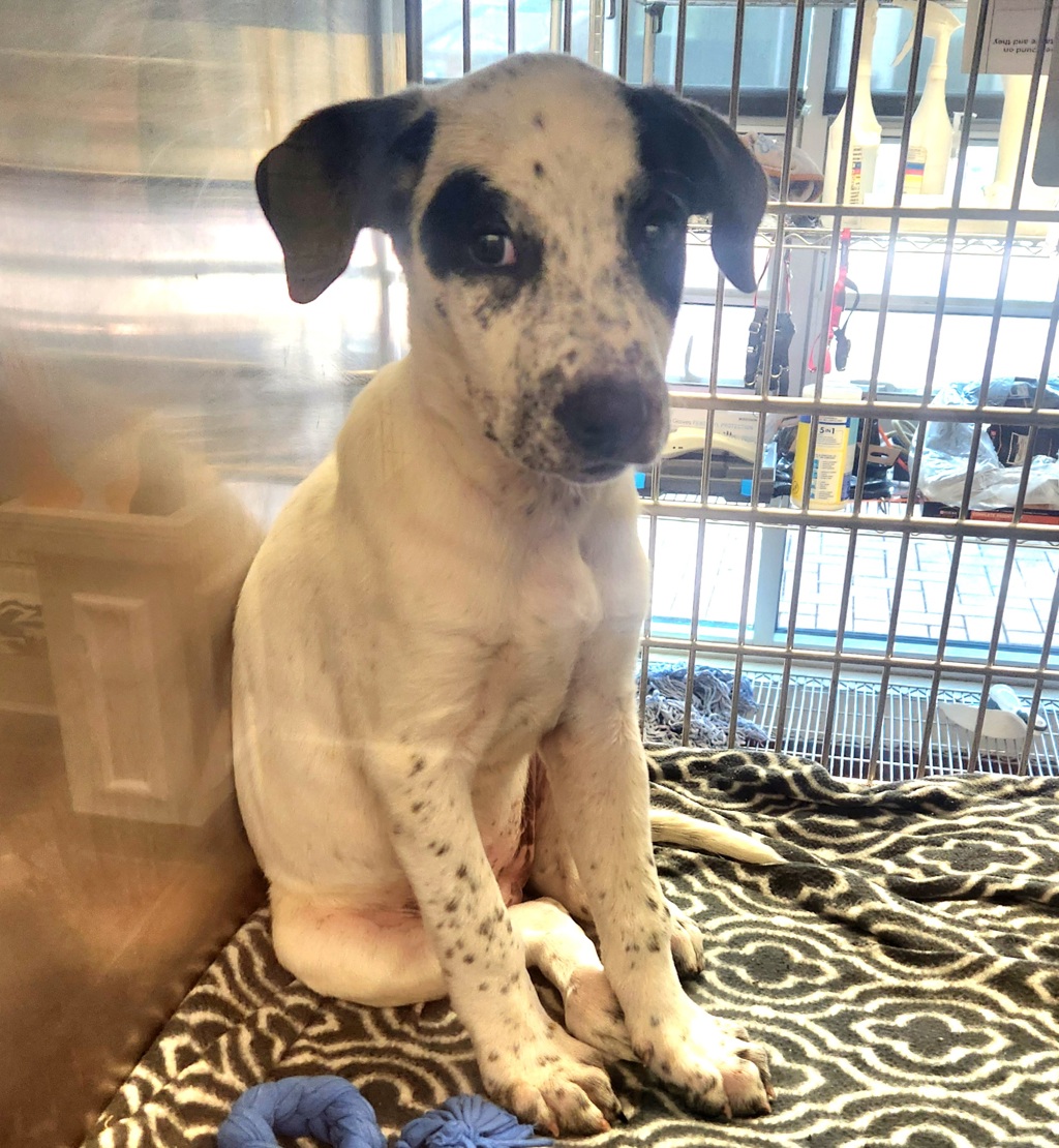 Shelter Stray Female Dog last seen Near Alps Drive, DEL VALLE, TX, 78617, 7201 Levander Loop bldg a, Austin, TX 78702, USA