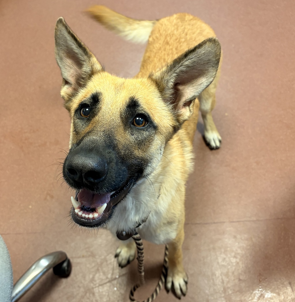 Shelter Stray Female Dog last seen Near Elsie Avenue, SAN LEANDRO, CA, 94577, 8323 Baldwin St, Oakland, CA 94621, USA