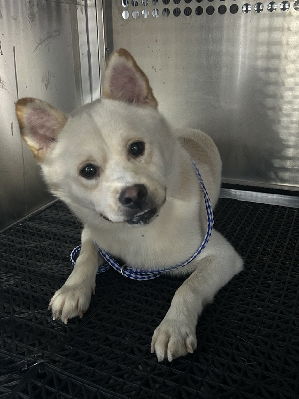 Shelter Stray Male Dog last seen Near Lucky Outlaw Lane, PFLUGERVILLE, TX, 78660, 7201 Levander Loop bldg a, Austin, TX 78702, USA
