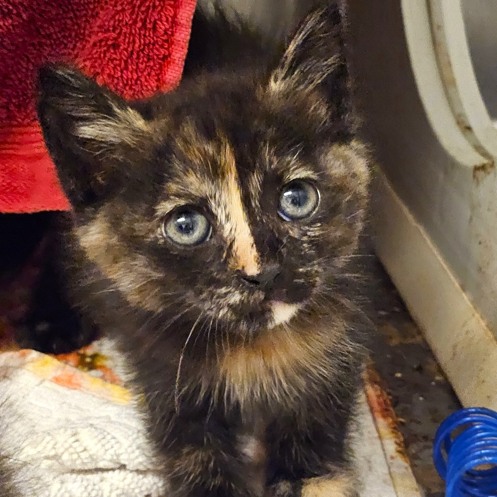 Shelter Stray Female Cat last seen Near 42nd Street, OAKLAND, CA, 94609, 8323 Baldwin St, Oakland, CA 94621, USA
