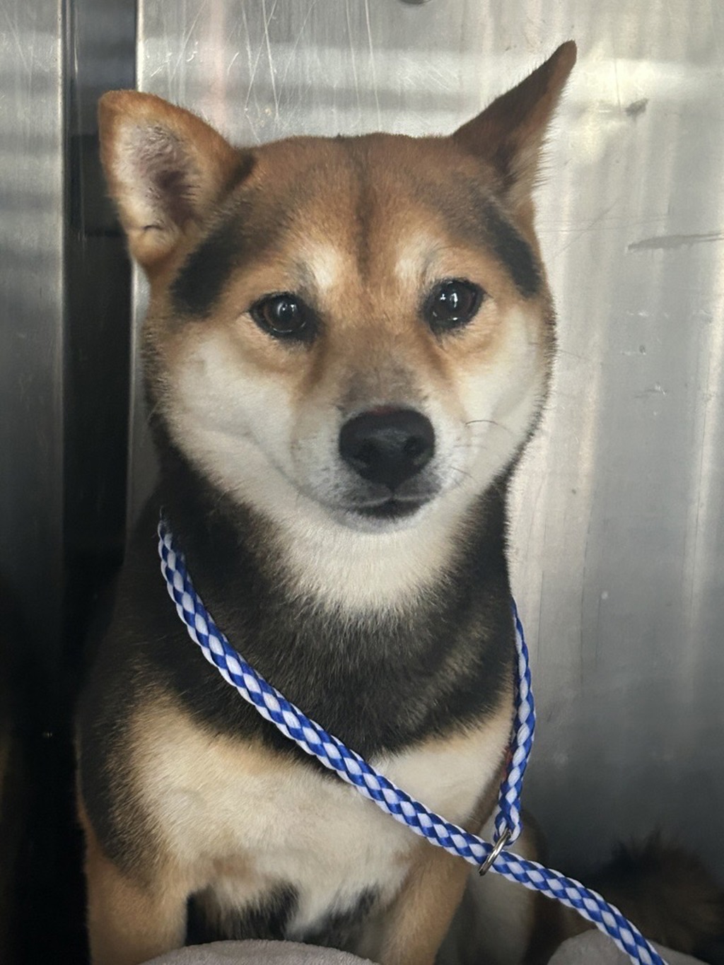 Shelter Stray Female Dog last seen Near Lucky Outlaw Lane, PFLUGERVILLE, TX, 78660, 7201 Levander Loop bldg a, Austin, TX 78702, USA