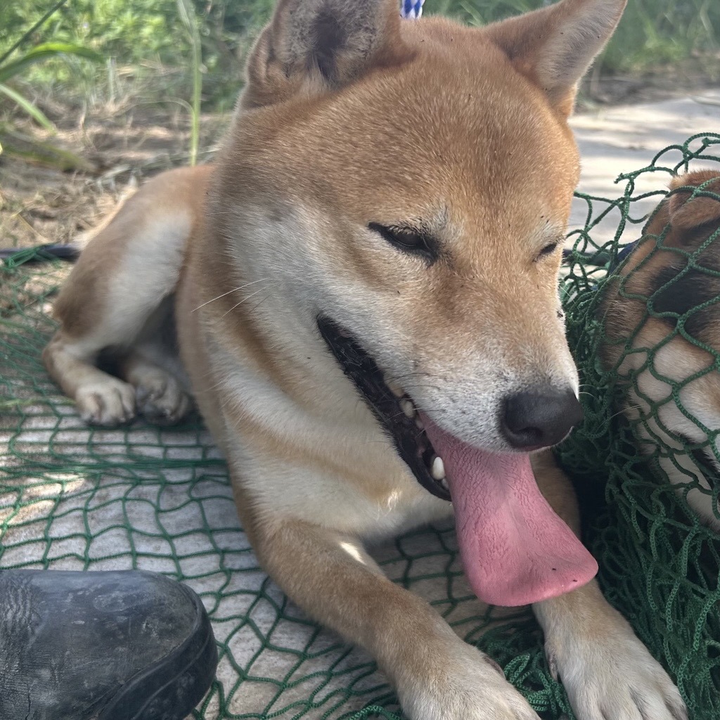Shelter Stray Male Dog last seen Near Lucky Outlaw Lane, PFLUGERVILLE, TX, 78660, 7201 Levander Loop bldg a, Austin, TX 78702, USA
