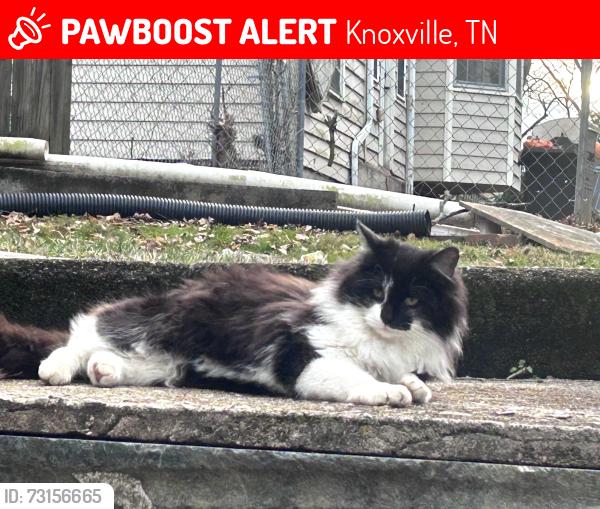 Lost Male Cat last seen Teeple Street, Knoxville, TN 37917